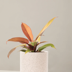 Филодендрон Аутум